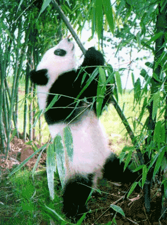 Panda Boggie